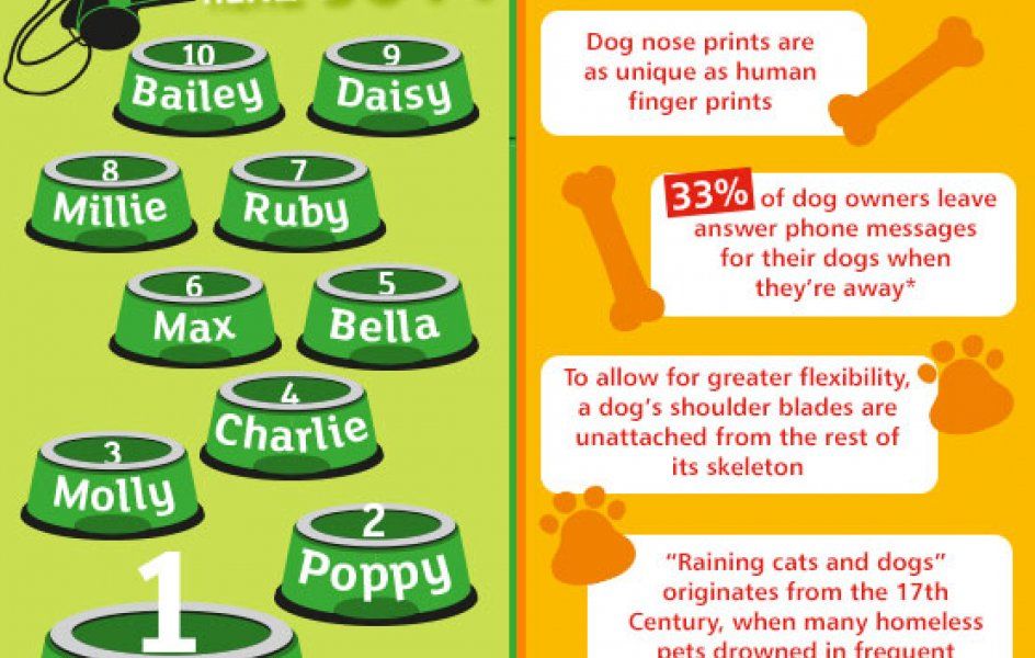 most-popular-dog-names-dogspot-in